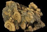 Dactylioceras Ammonite Cluster - Germany #64563-2